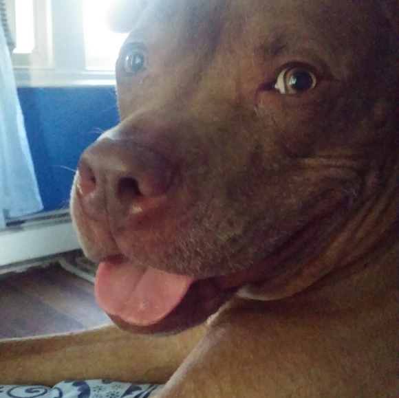 Meet your Posher, Deezo - Picture 6 of 16